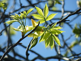 selective focus photography of green leaf plant HD wallpaper