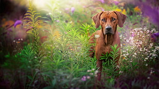 short-coated brown dog, garden, dog, animals, flowers