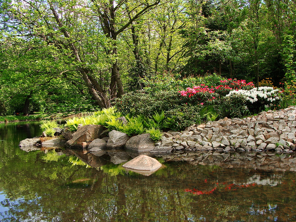 green leaf plant and trees beside river HD wallpaper