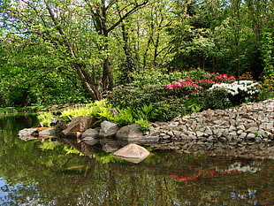 green leaf plant and trees beside river