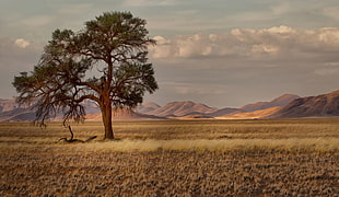 two brown trees near body of water painting, landscape, trees, plains