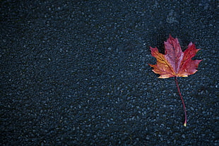 orange maple leaf, Leaf, Maple, Autumn