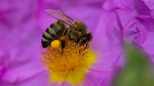 honey bee on yellow flower HD wallpaper