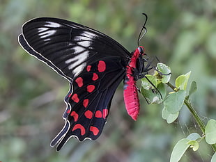 black and red butterfly on top of green-leafed plant, crimson rose