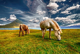 two horse on plains