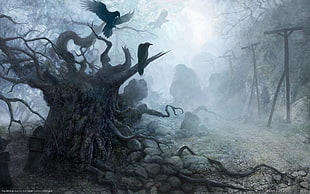 cementery with crows digital wallpaper