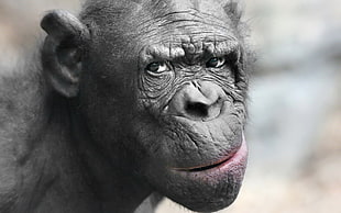 selective focus photography of black gorilla HD wallpaper