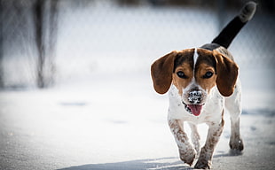 tricolored beagle walking on snow