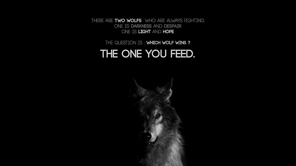The One you Feed poster, quote HD wallpaper