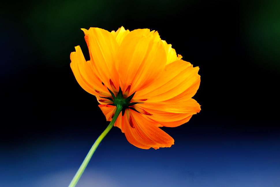 shallow focus photography of yellow flower, cosmos sulphureus HD wallpaper