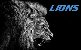 black and gray wolf print textile, Detroit Lions, American football, NFL HD wallpaper