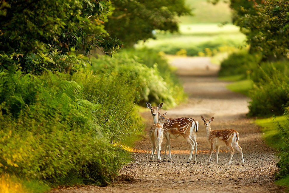 three deer calves on dirt road HD wallpaper