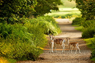 three deer calves on dirt road