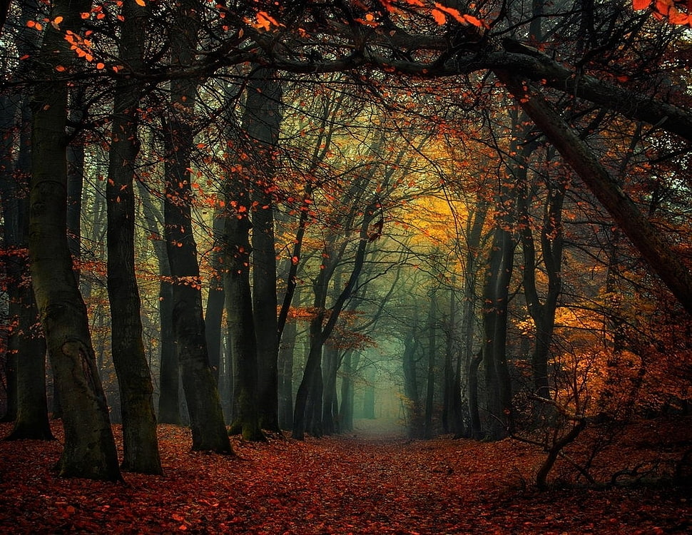 orange leafing trees painting HD wallpaper