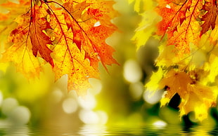 selective focus photo of maple leaves HD wallpaper