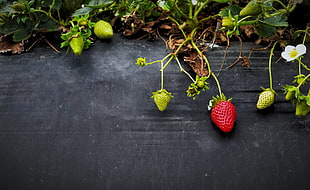 green and red strawberries HD wallpaper
