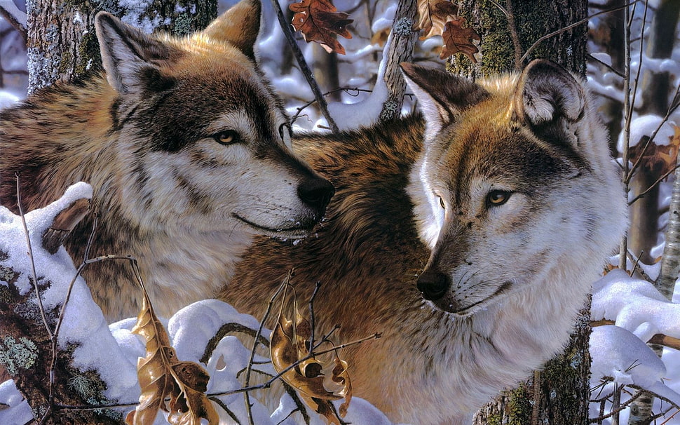 two brown-and-white wolves at forest trees HD wallpaper