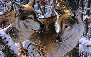 two brown-and-white wolves at forest trees