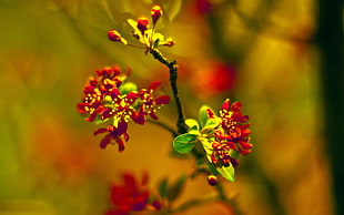 red petaled flowers closeup photo