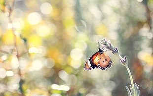 selective photography of orange, white, and black butterfly HD wallpaper