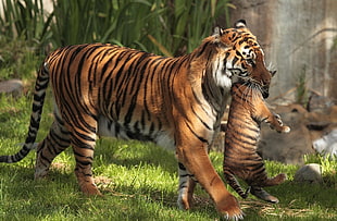 brown tiger and tiger cub, tiger, animals HD wallpaper
