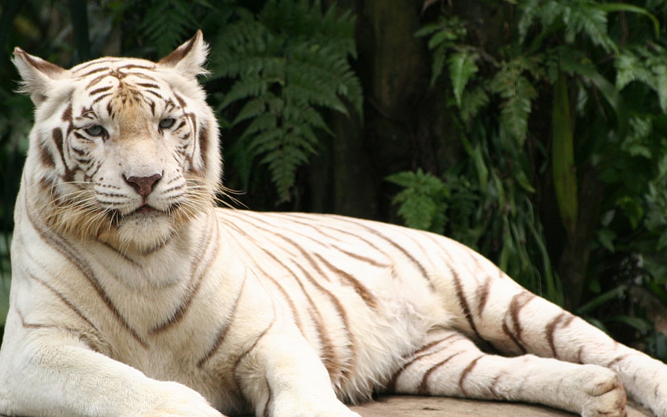 photo of white tiger near green trees HD wallpaper
