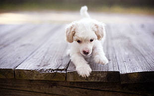 long-coated white puppy, wooden surface, animals, dog, puppies