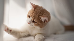 photography of white and brown coated cat