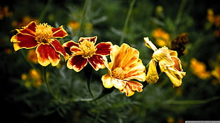 two yellow and red petaled flowers, flowers, marigolds, nature, plants