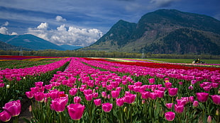 pink Tulip flower field during daytime