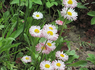close-up photo of white Daisy flowers
