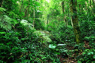 photograph of woods, landscape, plants, forest, trees