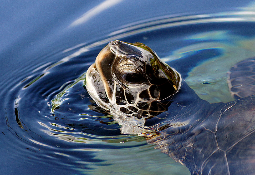 brown turtle with head popping out of water at daytime HD wallpaper