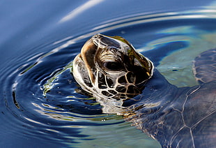 brown turtle with head popping out of water at daytime HD wallpaper