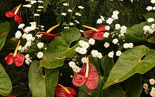 white petaled petaled kit and red anthorium flowers
