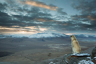 short-coated tan dog, dog, nature, landscape, mountains