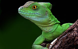 green reptile on brown wooden tree branch