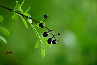 selective focus of black fruit with dew photography