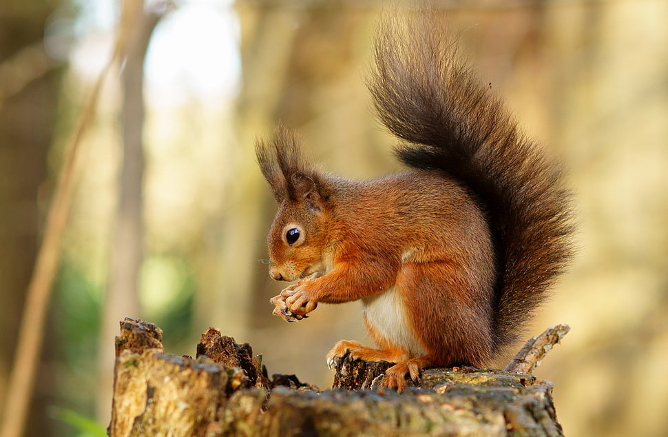 brown and black squirrel on tree trunk HD wallpaper