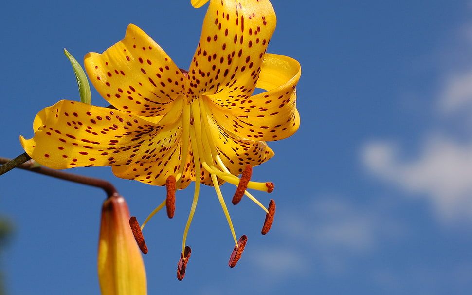 yellow petaled flower HD wallpaper