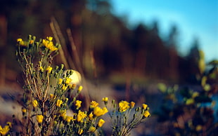 yellow flowers, flowers, depth of field, nature, plants HD wallpaper