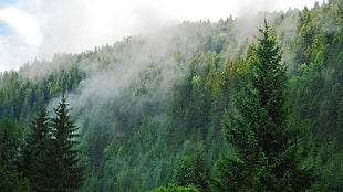smoke in forest landscape, landscape HD wallpaper