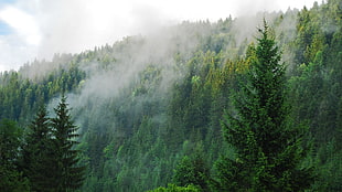smoke in forest landscape, landscape HD wallpaper