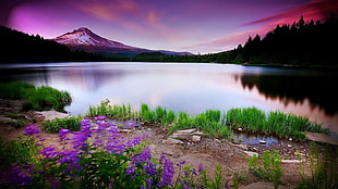photo of body of water near mountains surrounded with purple flower during dome time HD wallpaper