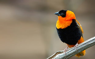 selective focus photography of orange and black bird perching on branch