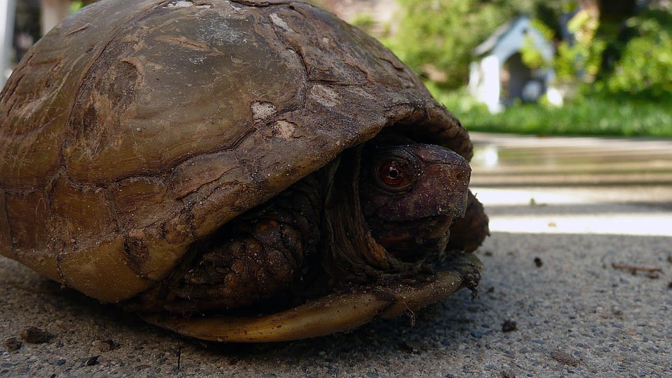 brown turtle HD wallpaper
