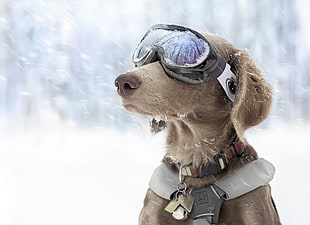 short-coated tan dog, dog, snow, goggles, winter