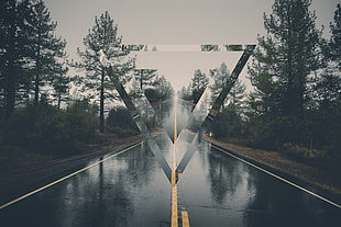 green trees, polyscape, road