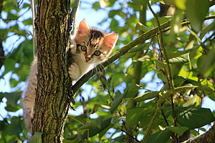 low angle view photography Tabby kitten on tree branch