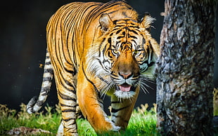 adult orange tiger, tiger, animals